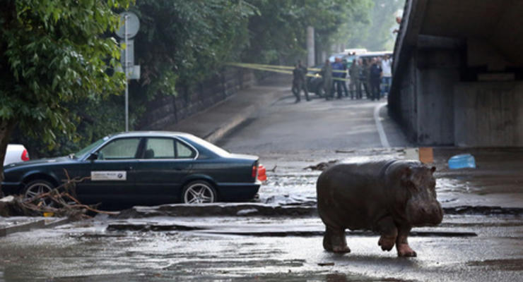 Тбилисский зоопарк прекратил поиск хищников