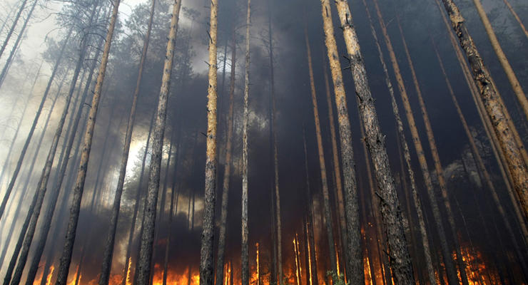 В результате обстрела боевиков в Луганской области загорелся лес