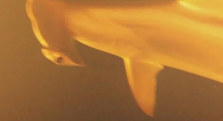 В кратере действующего подводного вулкана обнаружили акул и ската