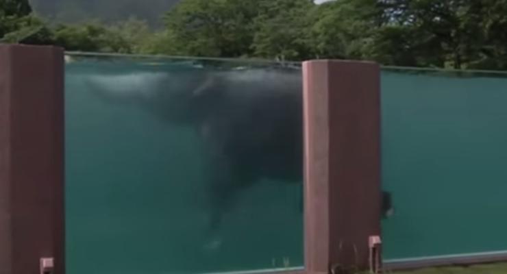 В японском зоопарке для слонов построили прозрачный бассейн
