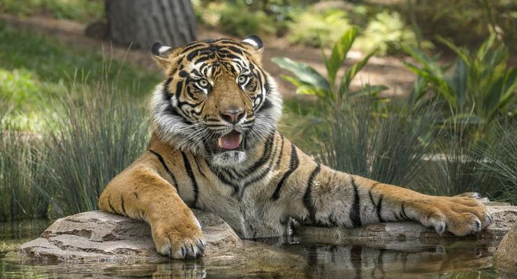 Животные недели: джакузи с тигром и рыбалка с гепардом