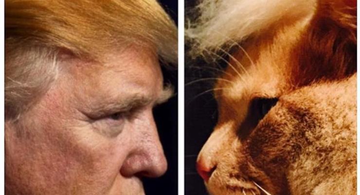 #trumpyourcat котов во всем мире превращают в Дональда Трампа
