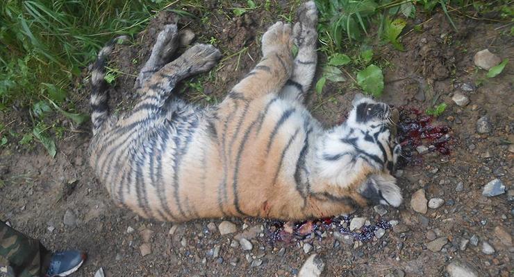В России застрелили тигренка Путина - СМИ