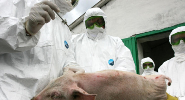 Госветфитослужба: На агрокомбинате Калита уничтожено более 48 тыс. свиней