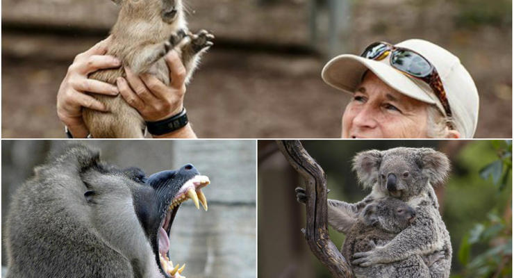Животные недели: зубы павиана, детеныш капибары и семейство коал