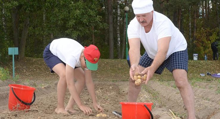Лукашенко с сыном собрал на территории своей официальной резиденции 70 мешков картофеля