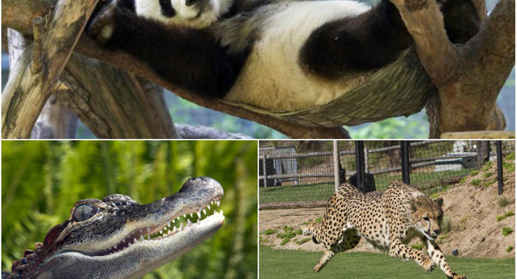 Животные недели: Панда в гамаке, летящий гепард и молоденький крокодильчик