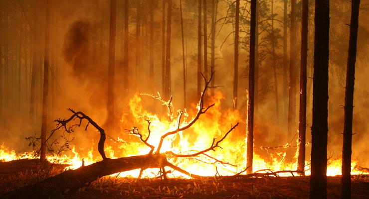 В России площадь лесных пожаров превысила 100 тыс. гектаров