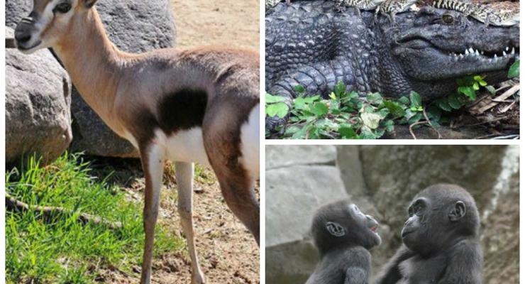 Животные недели: именинница газель, детеныши крокодила и гориллы из Бронкса
