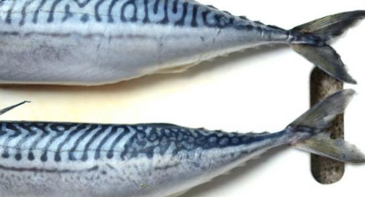 Казахстан не намерен отказываться от норвежской рыбы