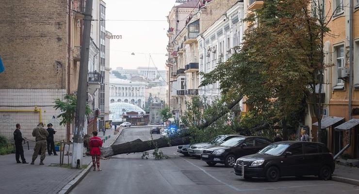 В центре Киева упавшее дерево парализовало движение троллейбусов