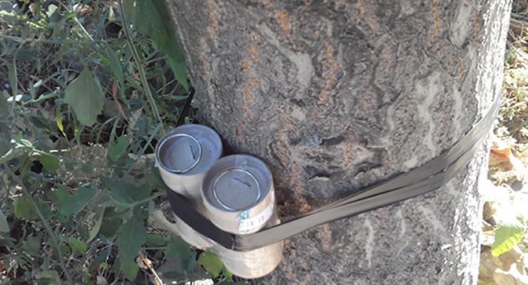 В Одессе обнаружили прикрепленное к дереву взрывное устройство