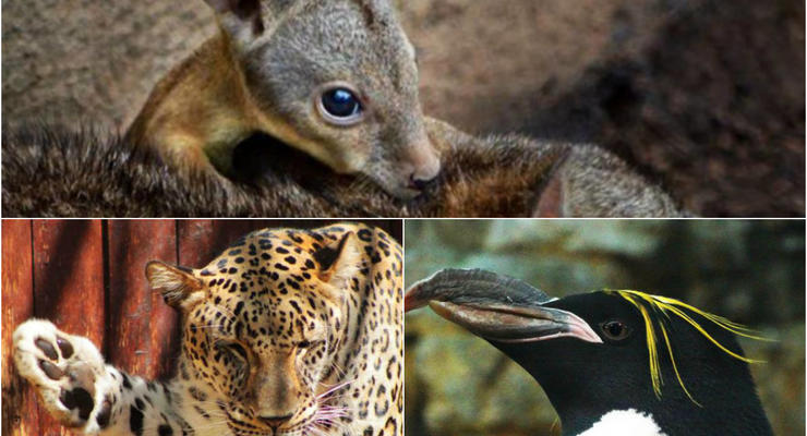 Животные недели: Киска-кривляка, крошка валлаби и пингвин с хохолком