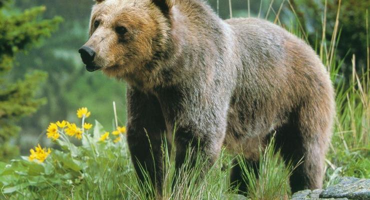 В России медведь покусал беременную женщину