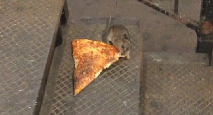В США голодный крысеныш пытался утащить пиццу в метро