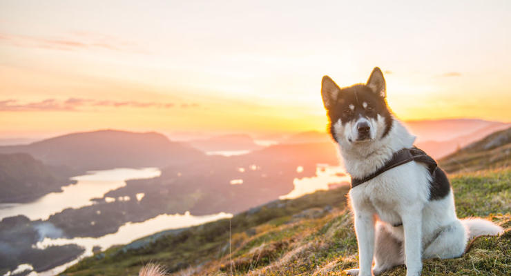Мир глазами хаски: норвежец бросил работу и отправился в путешествие с собакой