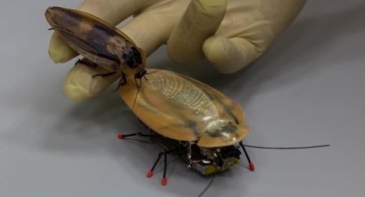 Ученые из Калининграда создали робота-таракана