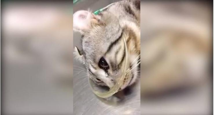 Плачущий в ветклинике котик растрогал пользователей соцсетей