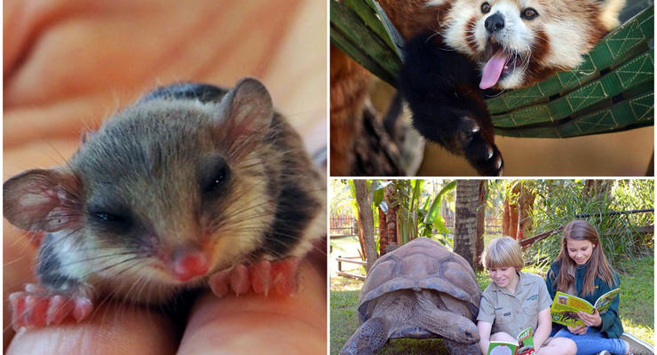 Животные недели: мышака-подозревака, любознательная черепаха и панда в гамаке
