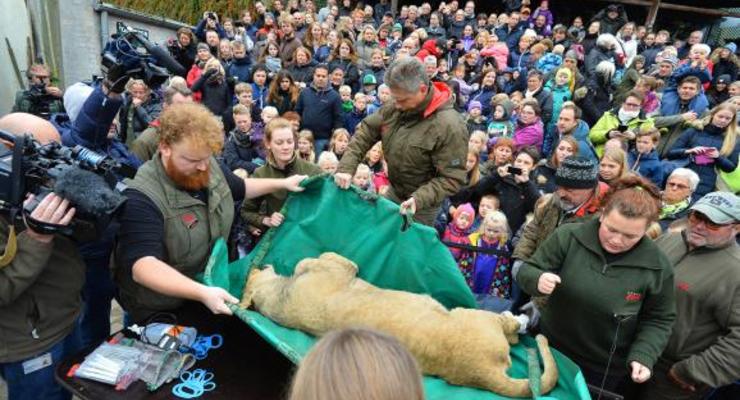 В датском зоопарке труп льва вскрыли на глазах у детей