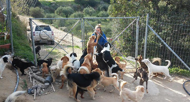 Житель Крита спас 200 псов от голодной смерти