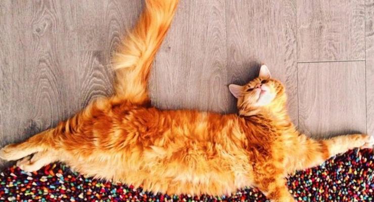 Рыжий кот, не хищник он - совсем наоборот: яркие фото из жизни питомца