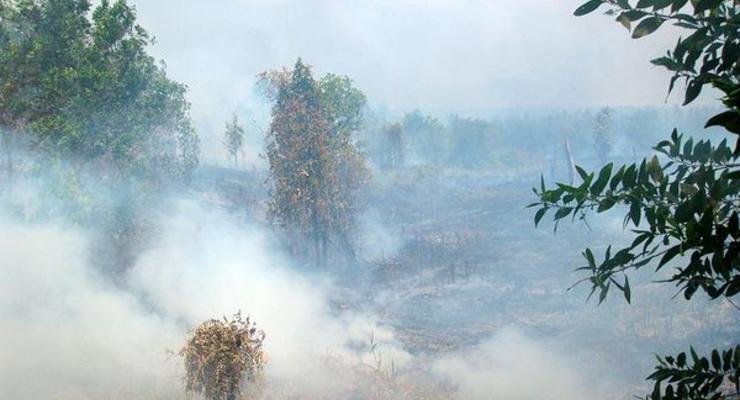 Лесные пожары окутали Индонезию дымом, 17 человек погибли