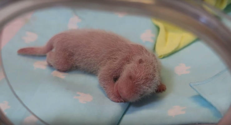 Крошечная новорожденная панда стала звездой сети