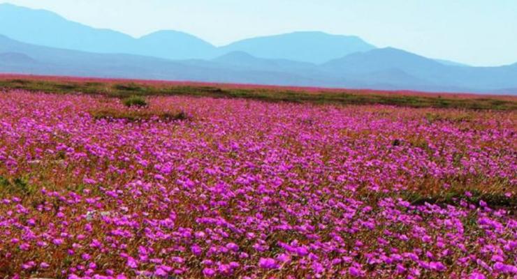 Чудо природы: чилийская пустыня покрылась цветами после дождя