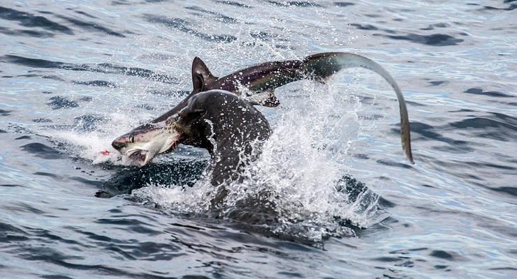 В Калифорнии морской лев напал на акулу и съел ее