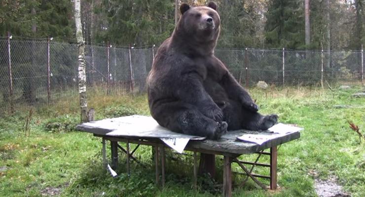 Большое искусство: медведь-живописец создает дорогостоящие картины