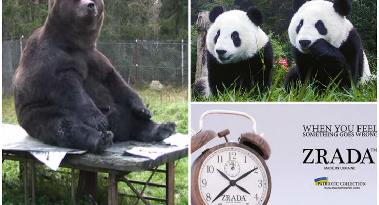 Хорошие новости 6 ноября: новый бренд Zrada, медвежье искусство и язык панд