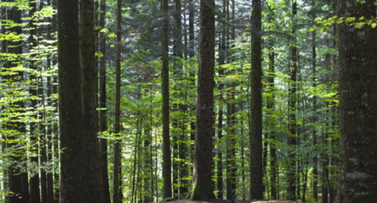 Испанского врача нашли в лесу в Италии спустя 20 лет после исчезновения