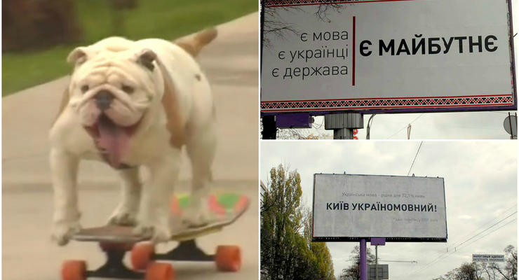 Хорошие новости 12 ноября: бульдог-скейтбордист и реклама украинского языка в Киеве