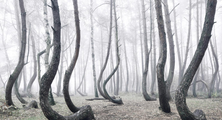 Таинственный лес: В Польше растут 400 изогнутых сосен