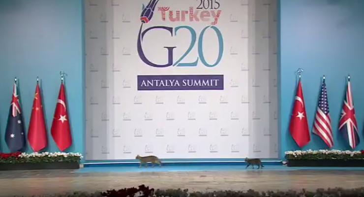 Три кота на саммите G20 затмили мировых политиков