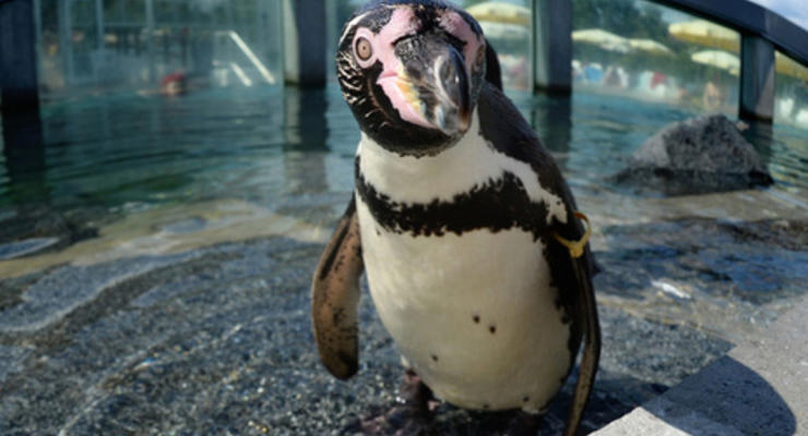 В Дортмунде расследуют гибель пингвина в зоопарке