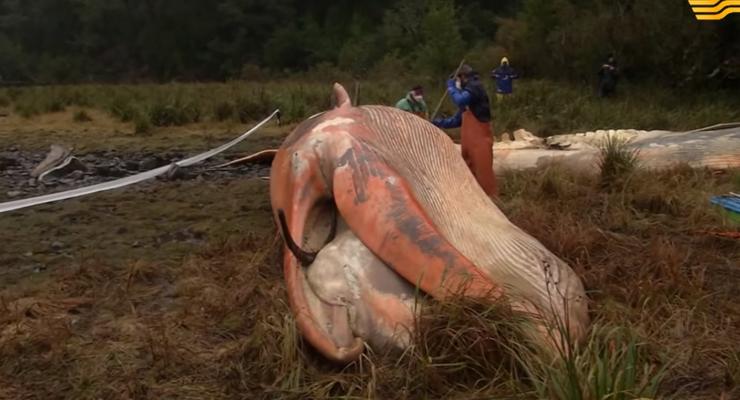В Чили выбросились на берег более 300 китов