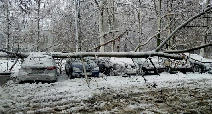 В Харькове из-за снегопада падают деревья и рвутся провода