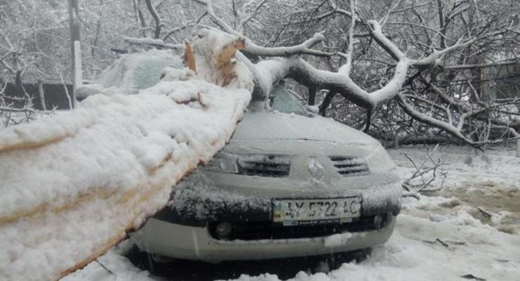 В Харьковской области из-за падения дерева погибла женщина