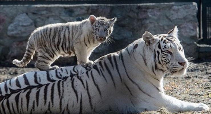 В ялтинском зоопарке от холода умерли два детеныша белой тигрицы Тигрюли