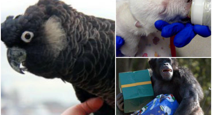 Животные недели: какаду-юбиляр, новорожденный медвежонок и горилла с подарками