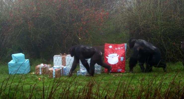 В Великобритании обитателям зоопарка вручили подарки от Санты
