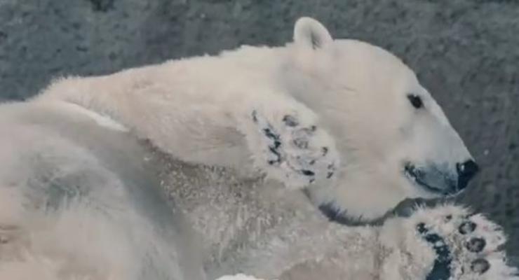 Праздник у зверей: в зоопарк Сан-Диего белым медведям привезли снег