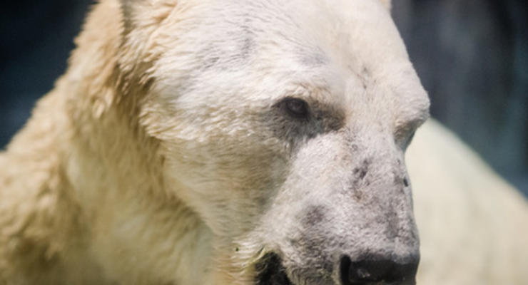 За убийство белой медведицы браконьеру грозит срок до семи лет