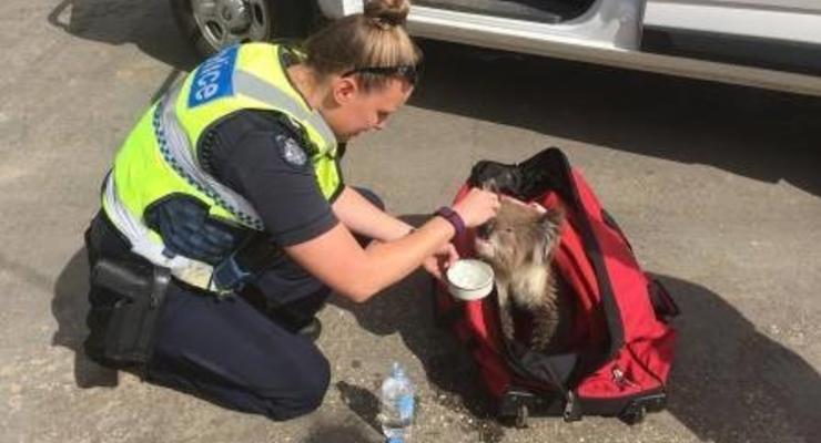В Австралии полицейские спасли коалу от лесного пожара. Видео