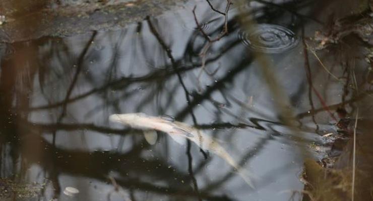 В столичной реке Коник плавают мертвые рыбы