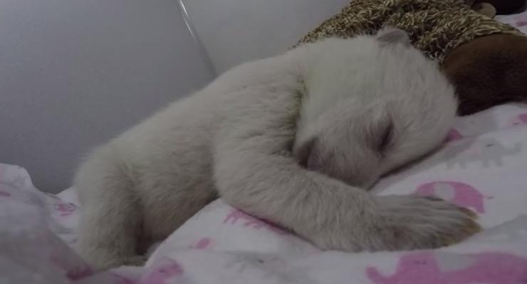 Пользователей Сети растрогало видео со спящим полярным медвежонком