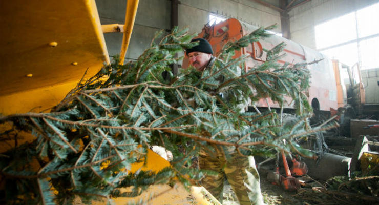 Киевзеленстрой открыл 10 пунктов для утилизации новогодних елок