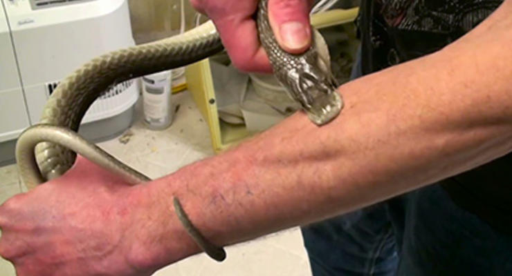 Ради вакцины американец более 160 раз подвергся змеиным укусам